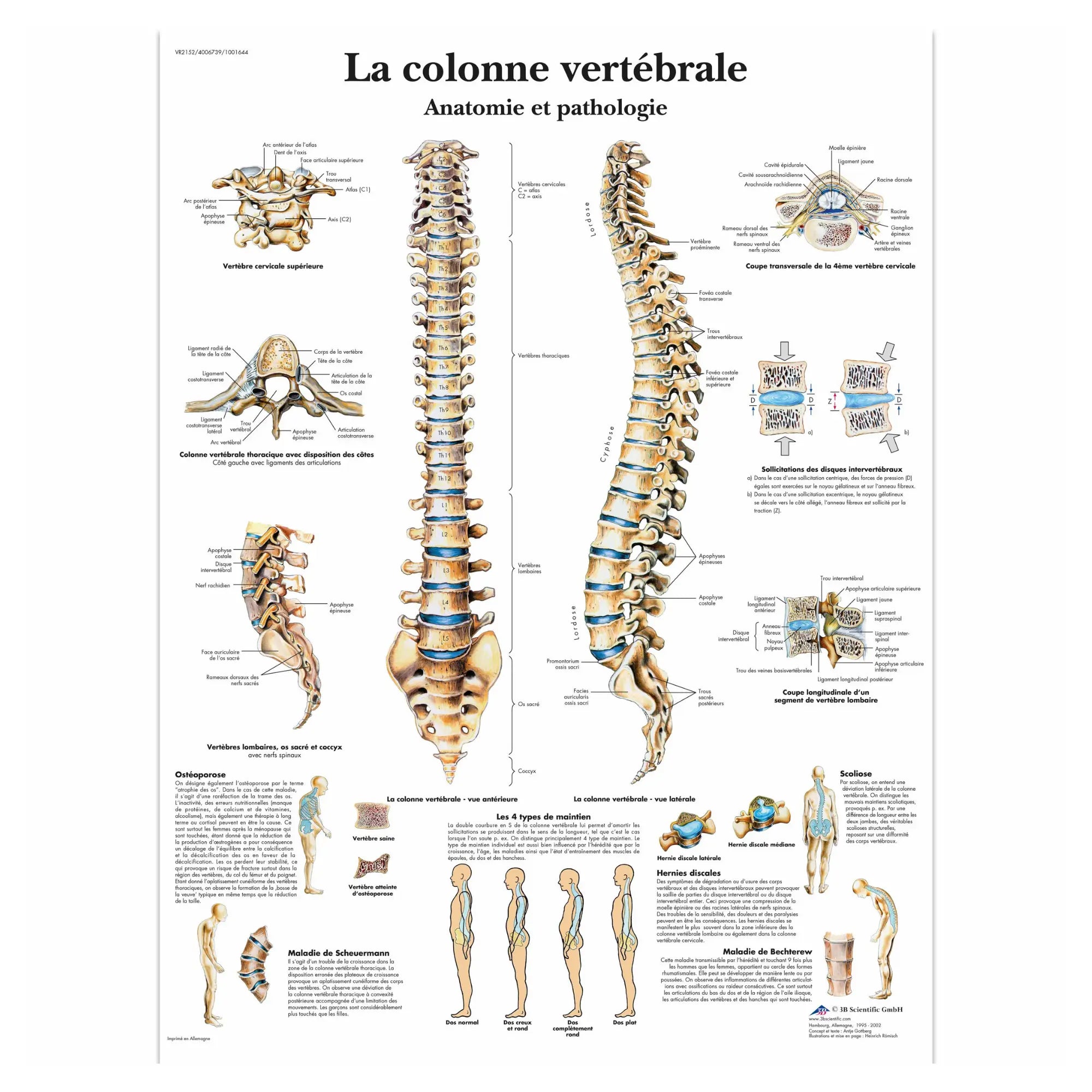 Planche anatomique - La colonne vertébrale - Anatomie et pathologie - My Podologie